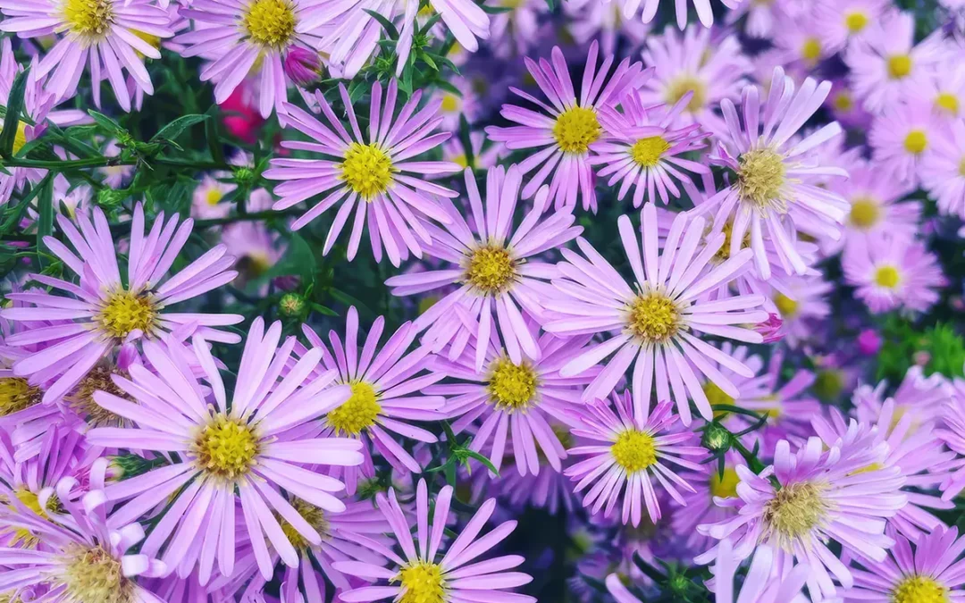 Herbaceous Perennials