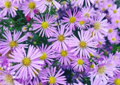 Herbaceous Perennials