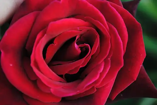 climbers2 wonderful climbers and other plants on sale in Watlington