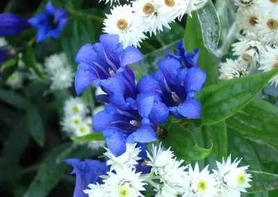 herbaceous plants at babylon plants