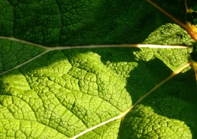 photograph of herbaceous plants