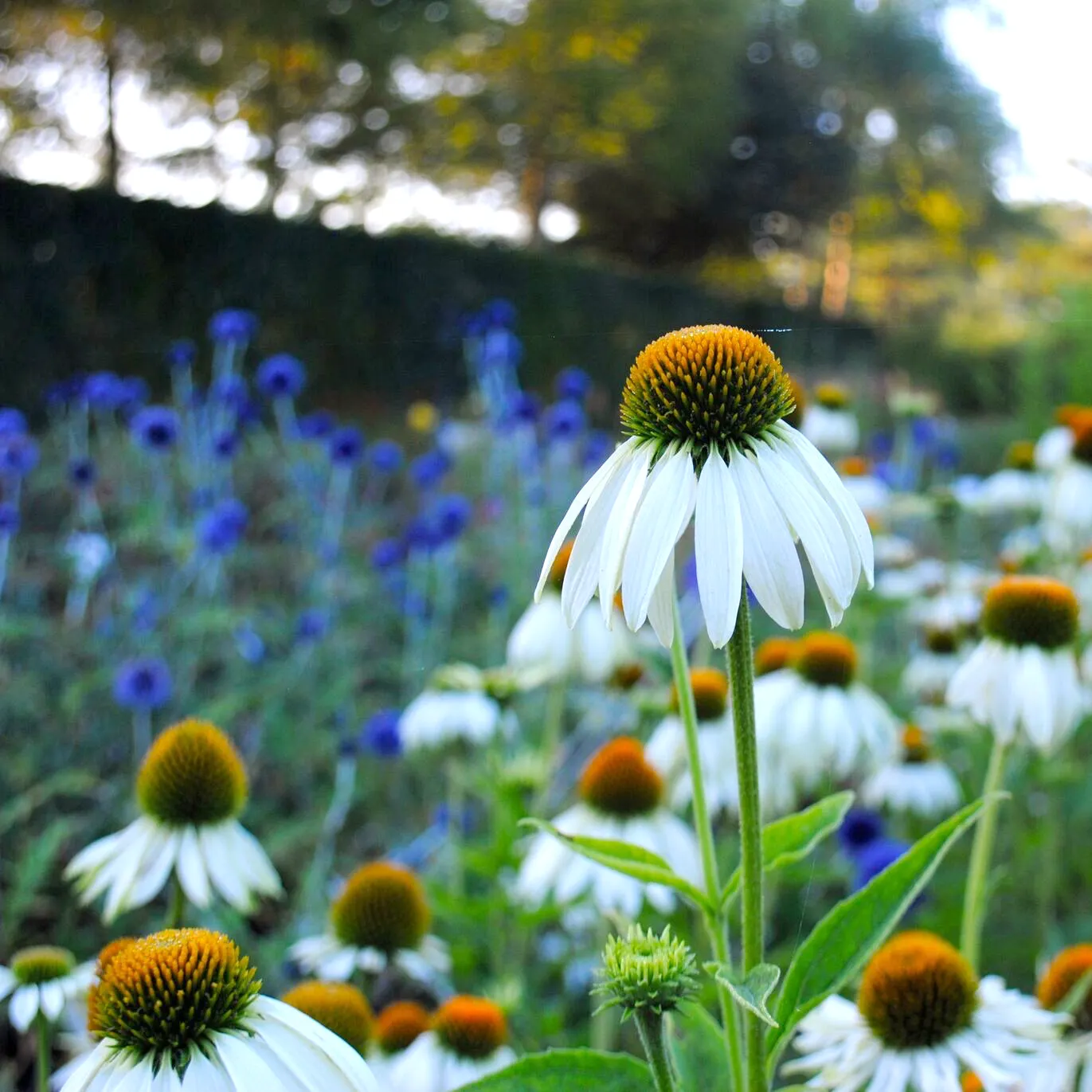 wild daisy in meadow