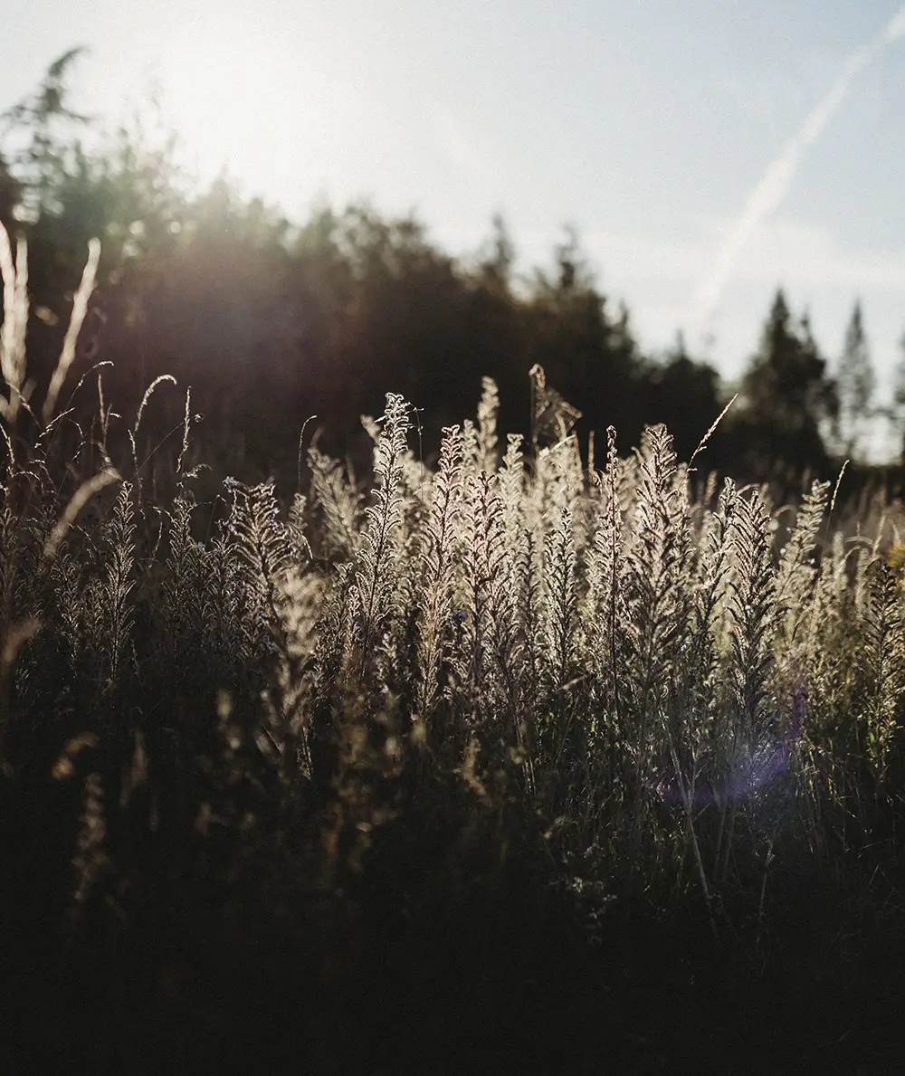 Backlit grasses in Meadow