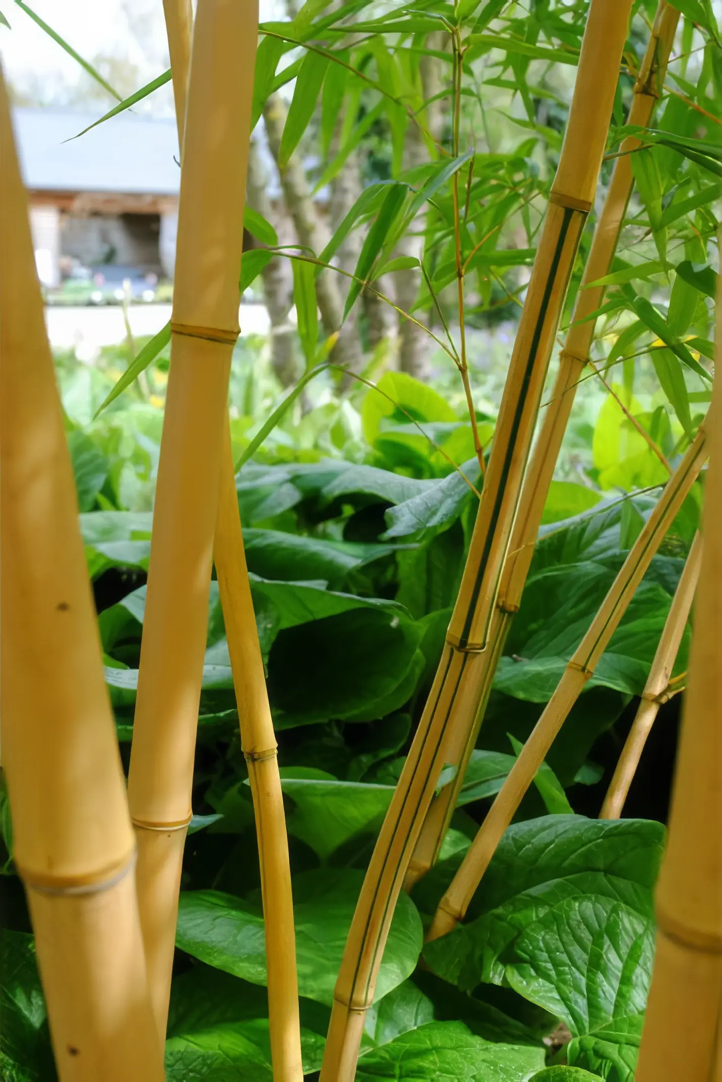 Bamboos are evergreen perennial flowering plants in the subfamily Bambusoideae of the grass family Poaceae.