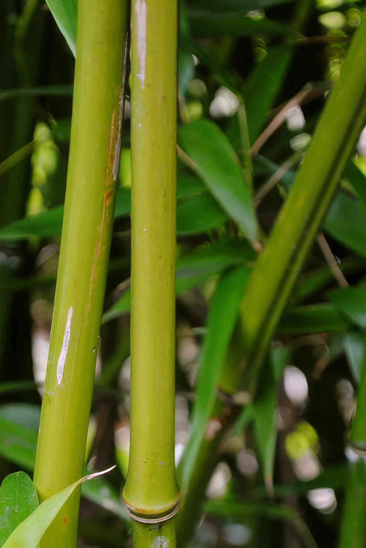 Bamboo plants, part of the grass family, have hollow evergreen stems or culms and come in two main forms: clumping and running.