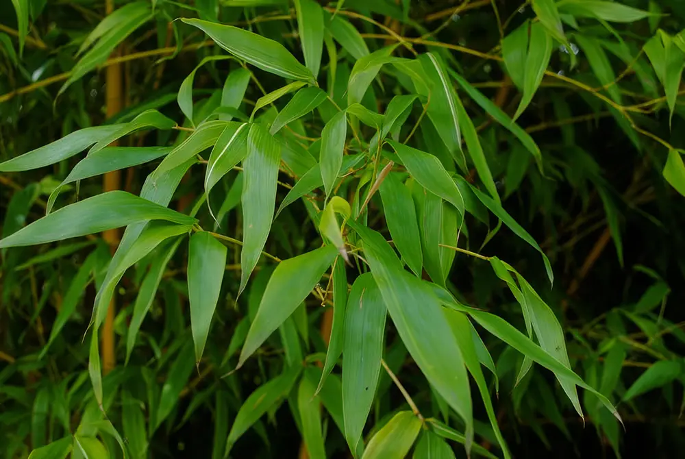 photograph of bamboo plants for sale at babylon plants oxfordshire