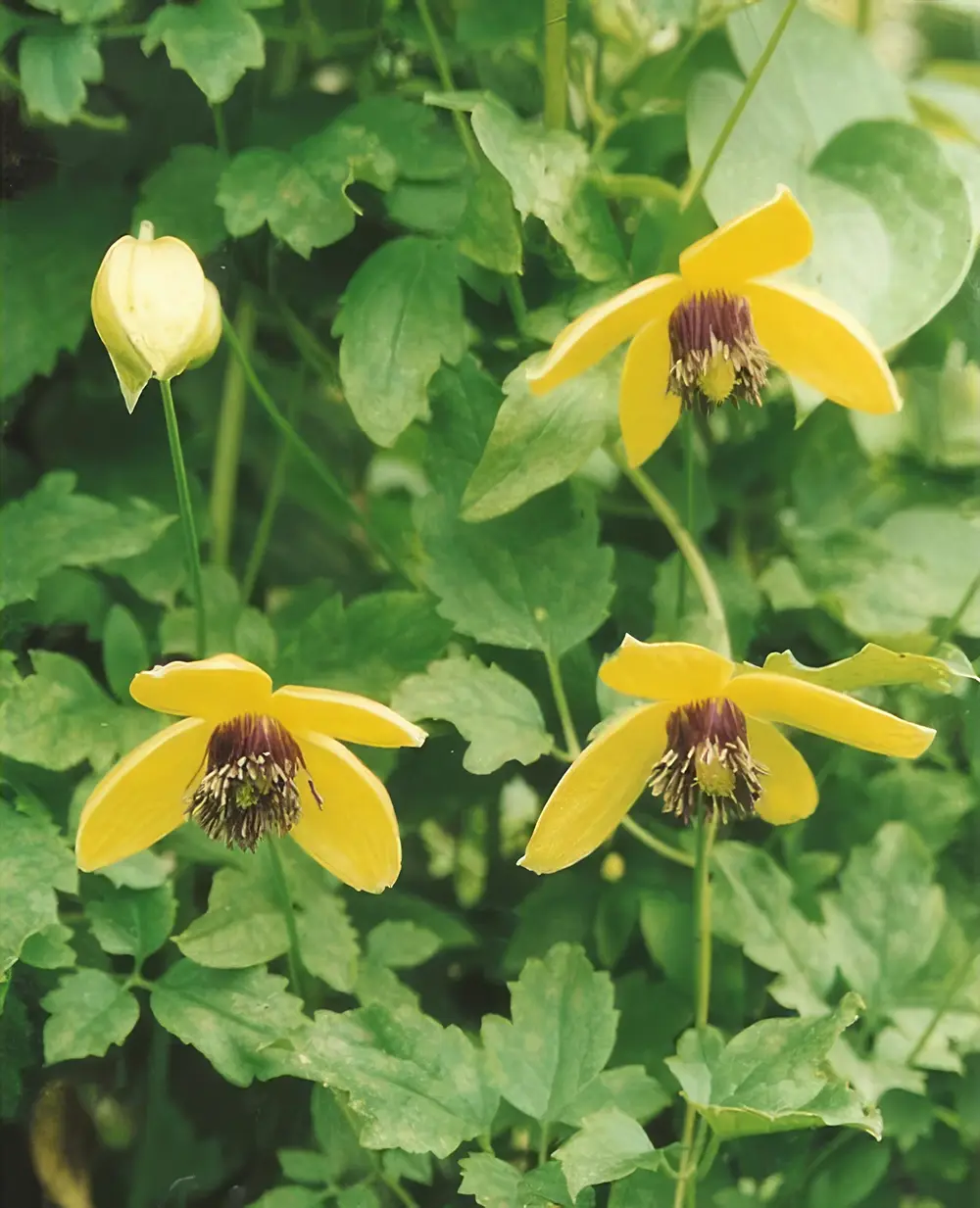 yellow climbers wholesale plant nursery oxfordshire