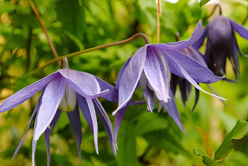 images of climbers plant with purple flowers