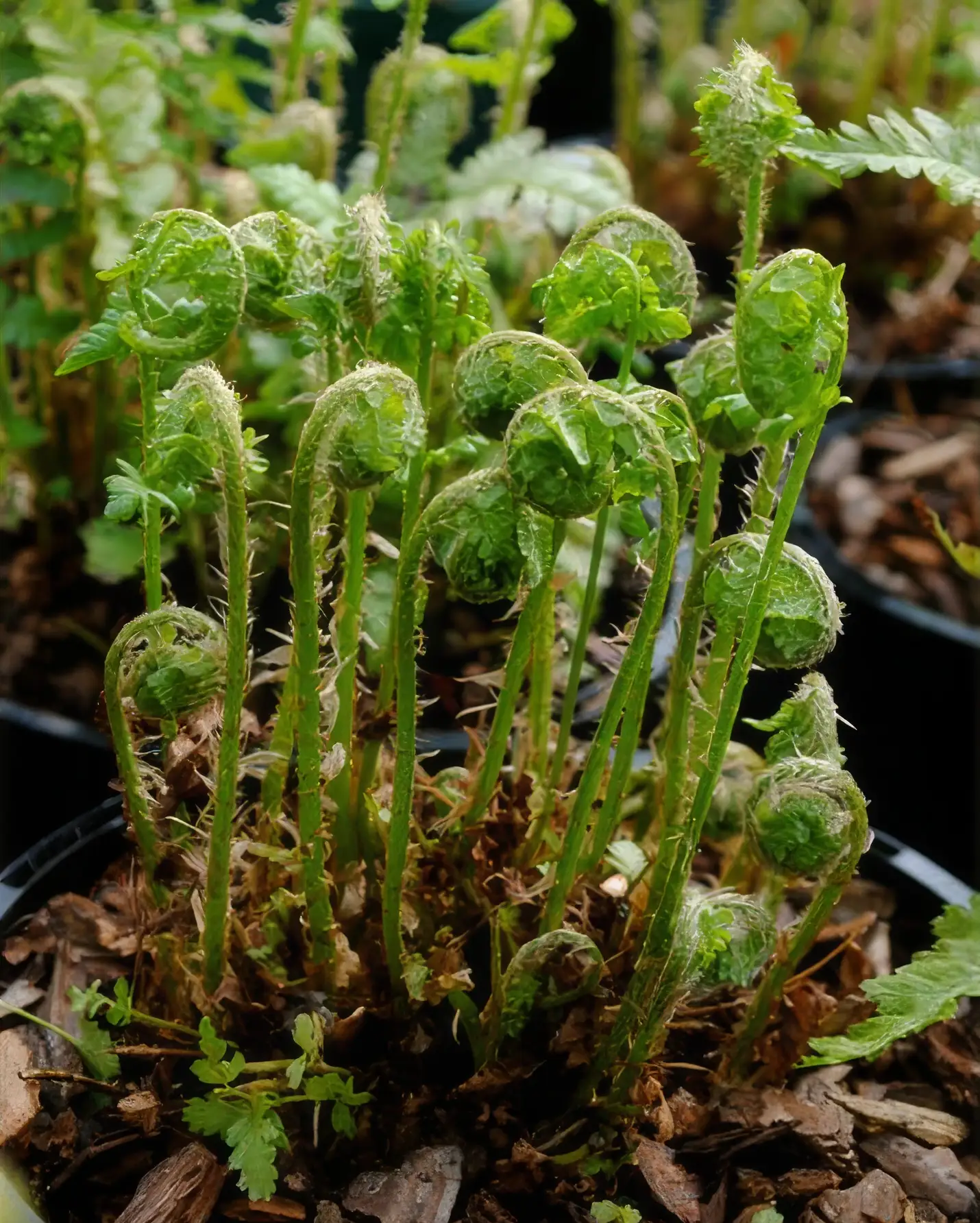 Ferns are beautiful foliage plants that will add softness and movement to shadier areas of the garden.