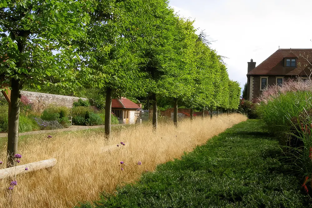 photograph of grass plants in garden