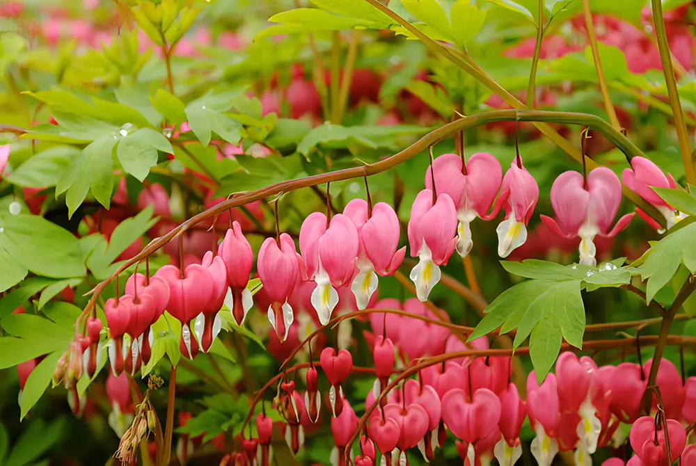 photograph of herbaceous plants