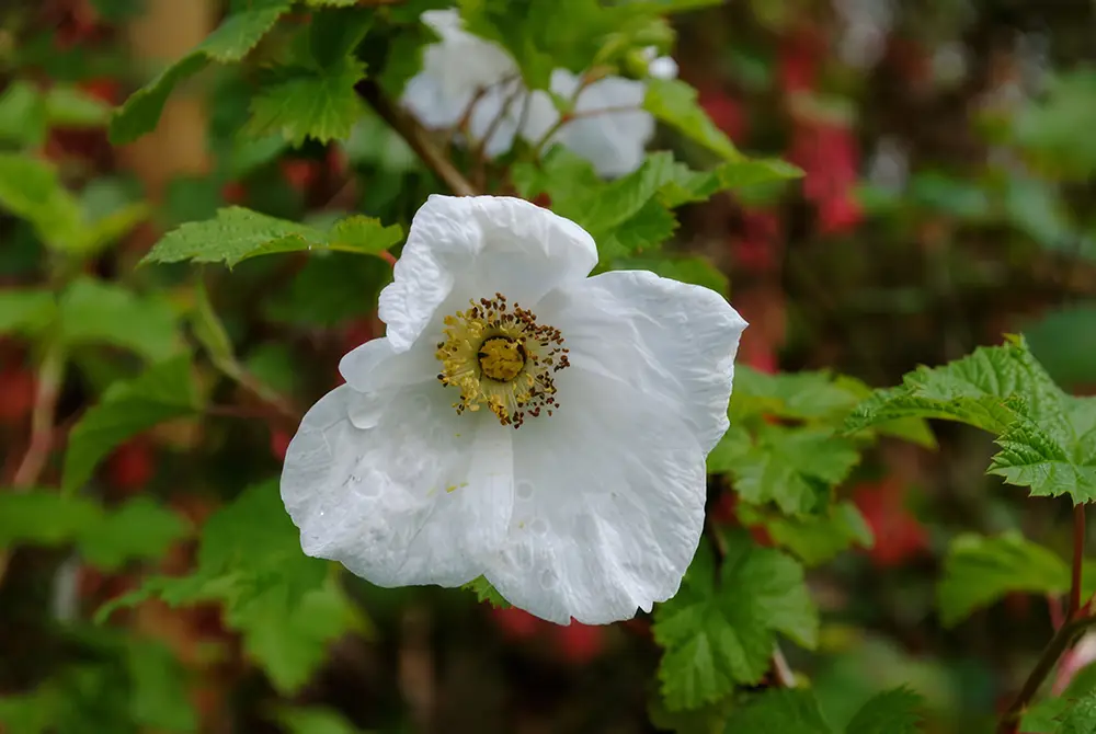 photographs of white flowering shrubs image2