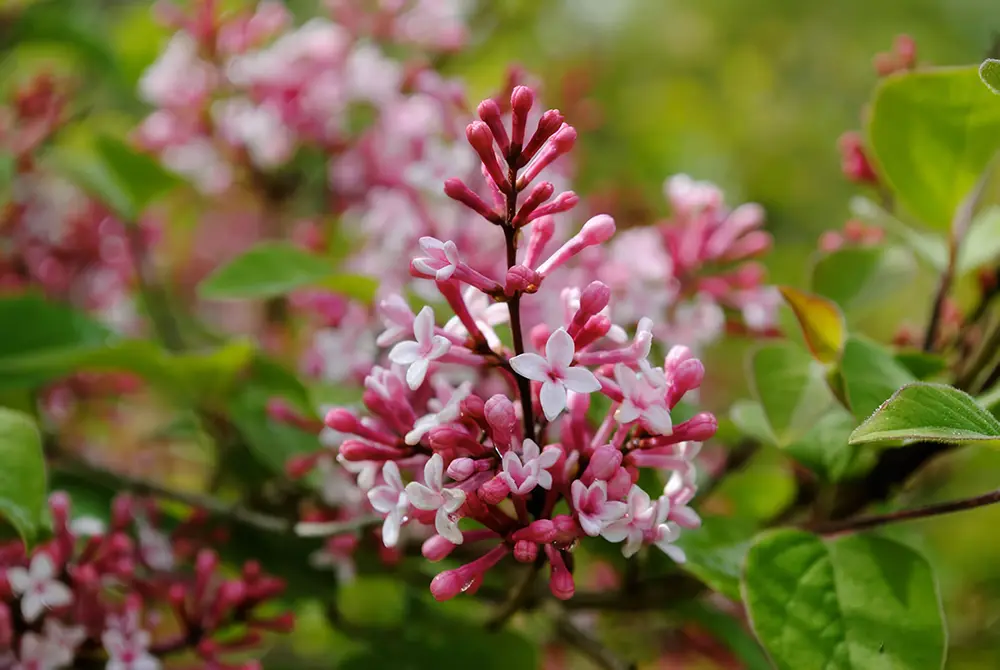 photographs of shrubs