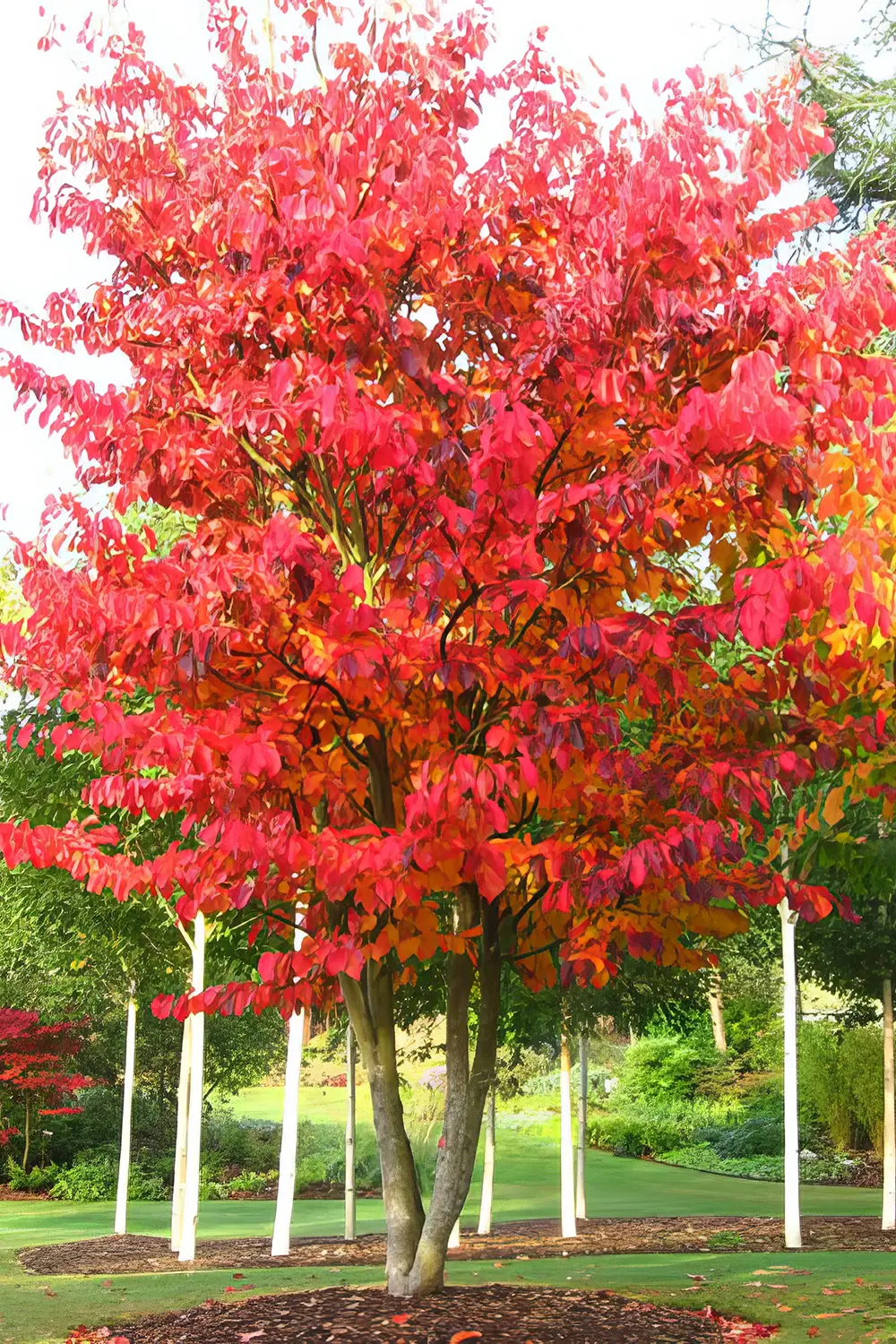 Trees create shade and shelter trade plant