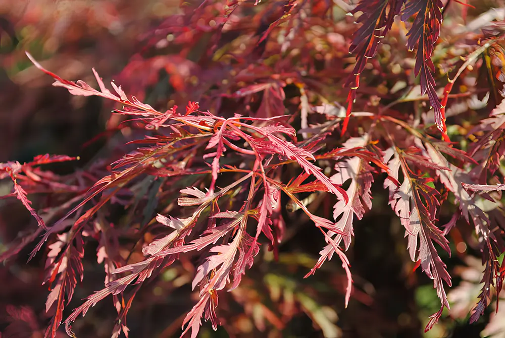 Trees Watlington Oxfordshire Plant Nursery