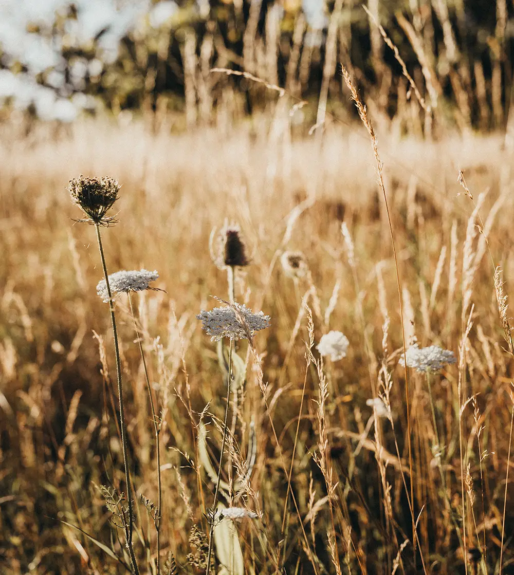 Wild meadow in summer sun in watlington Oxfordshire